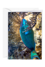 By The Seas-N Greetings Blank Note Card - Cash - Gift Card Holder - Parrot Fish