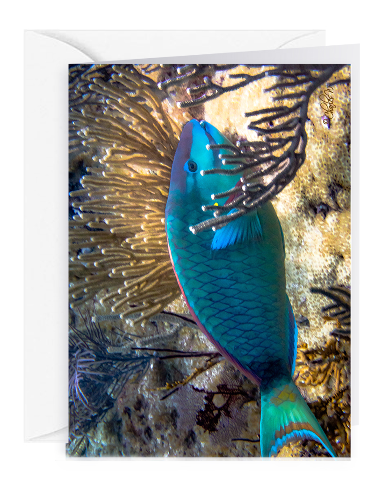 By The Seas-N Greetings Blank Note Card - Cash - Gift Card Holder - Parrot Fish