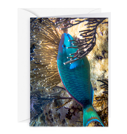 By The Seas-N Greetings Blank Note Card - Cash - Gift Card Holder - Parrot Fish