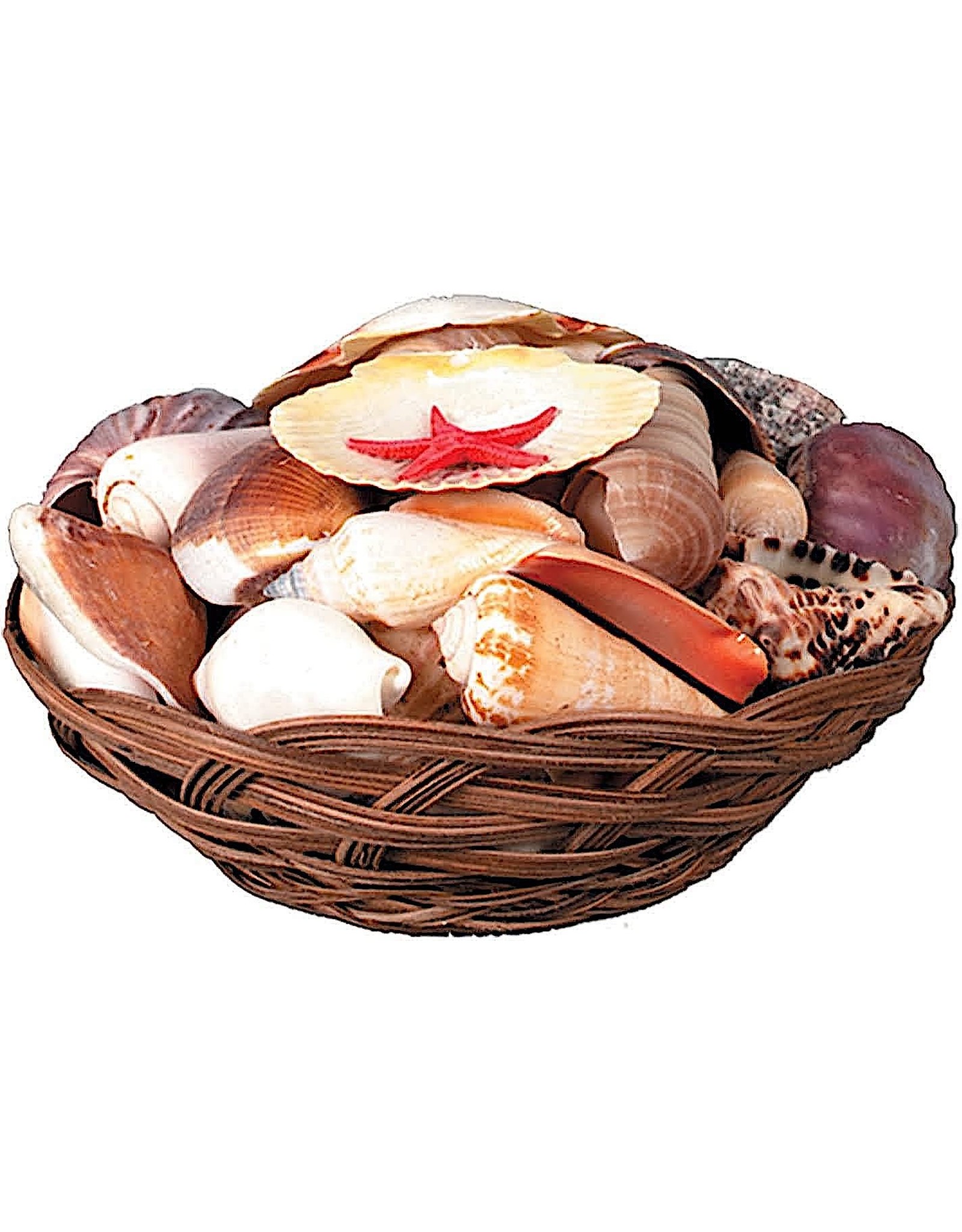Beistle Shell Basket With Assorted Sea Shells 6Dx3H Inches