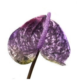 David Christophers Fantasy Anthurium Spray Plum 27”