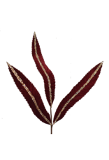 David Christophers Sequin Stripe Velvet Feather Leaf Spray BU