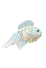 David Christophers Glittered Sequined Gold Fish Blue Opal 8x6 Inch