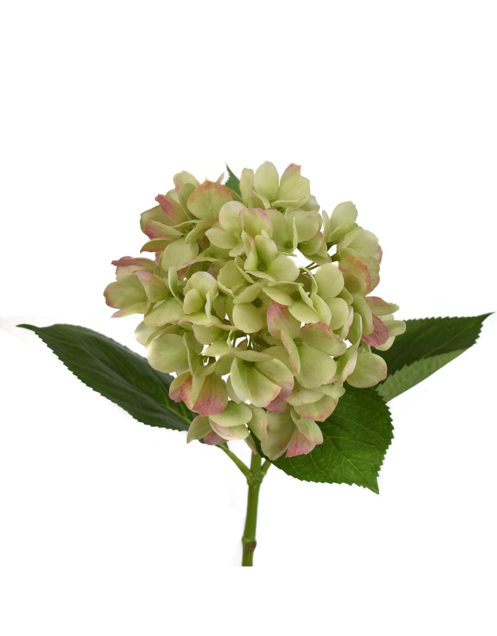 David Christophers Freshly Bloomed Hydrangea Stem 26" In Green Pink