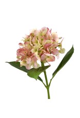 David Christophers Freshly Bloomed Hydrangea Stem 26" In Pink