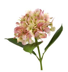 David Christophers Freshly Bloomed Hydrangea Stem 26" In Pink