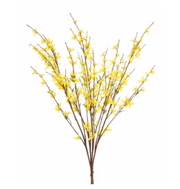 David Christophers Yellow Forsythia Bush 30"