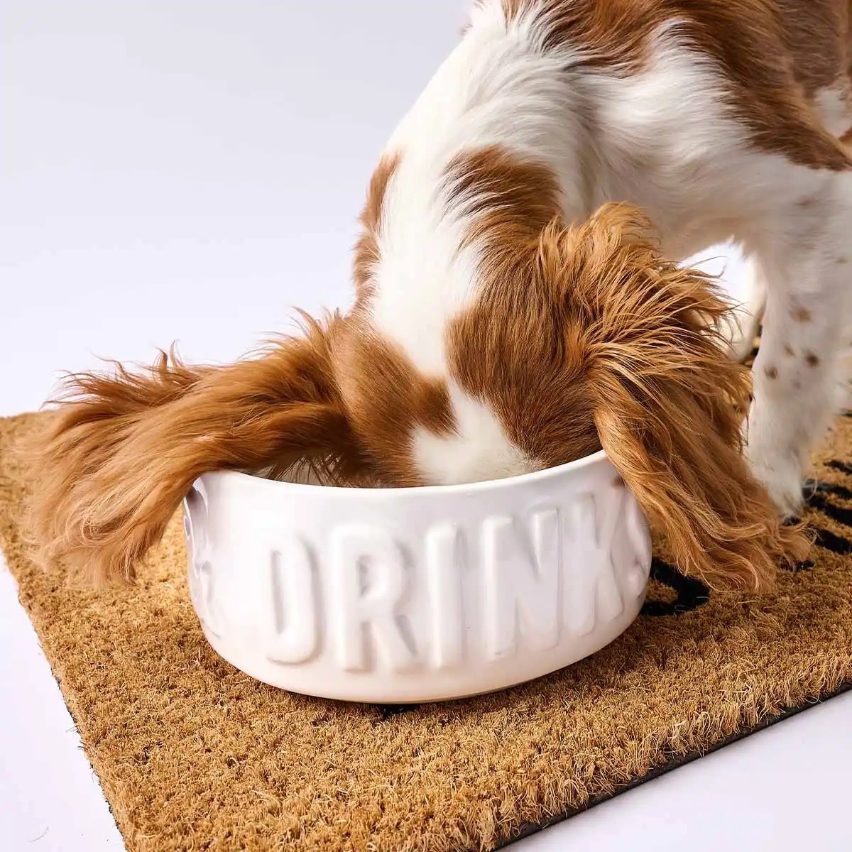 Stacked Dog Bowls Set Dinner And Drinks Bowls Digs N Gifts
