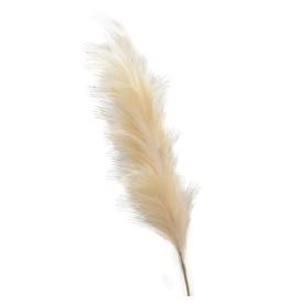 David Christophers Pampas Grass Plume Stem 40 Inch