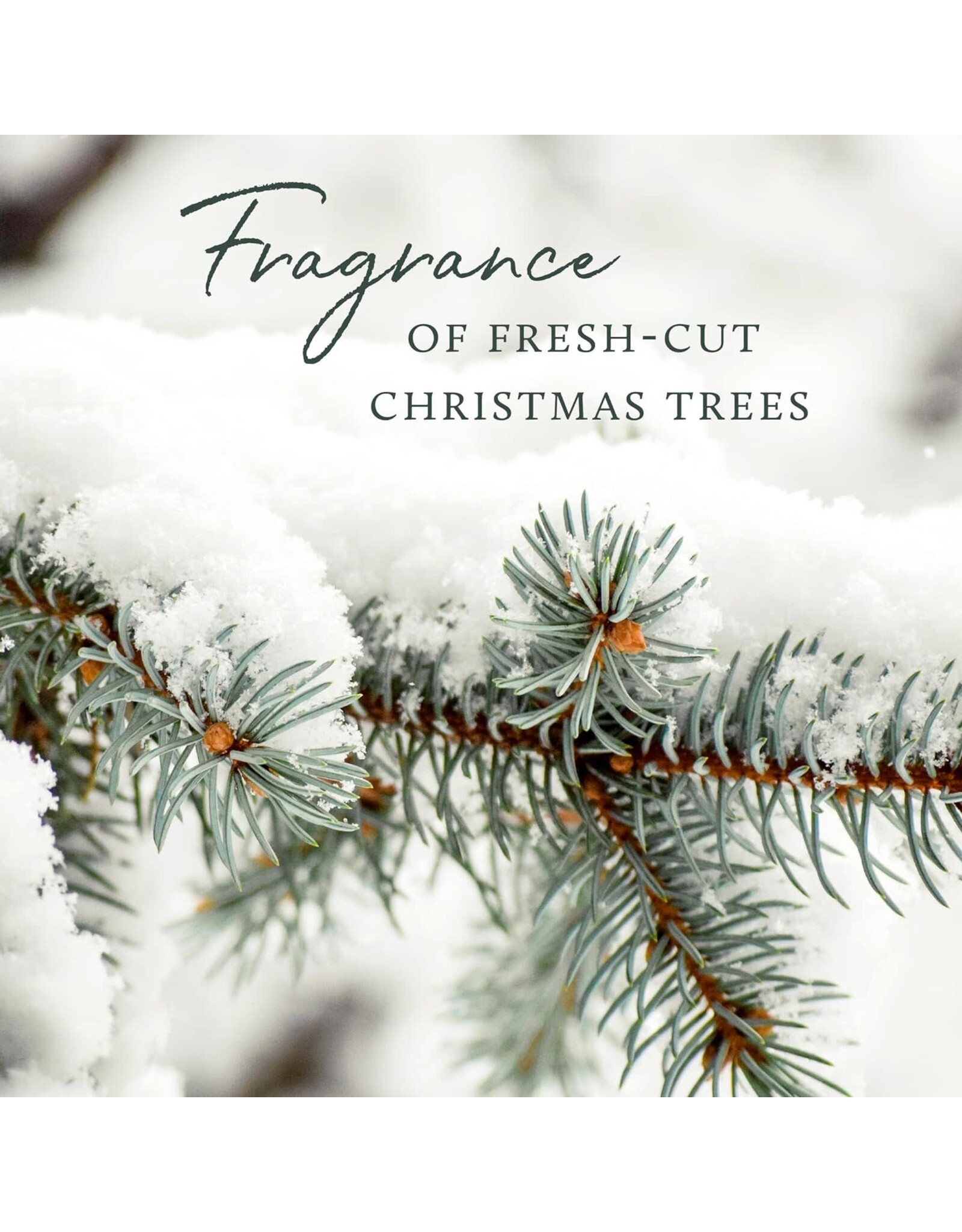 Frasier Fir Flocked Statement Candle 22oz