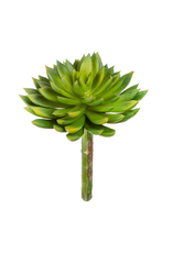 Darice Succulent 5.5Dx3x9h