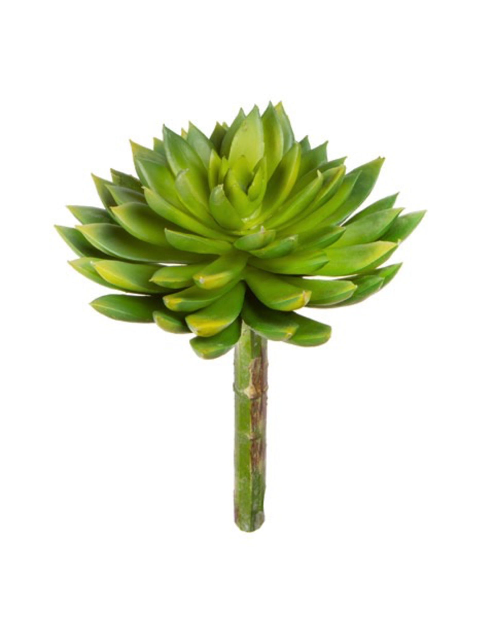Darice Succulent 5.5Dx3x9h