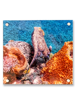 Millman Alayna Photography Art Acrylic Print 16x16 Octopus
