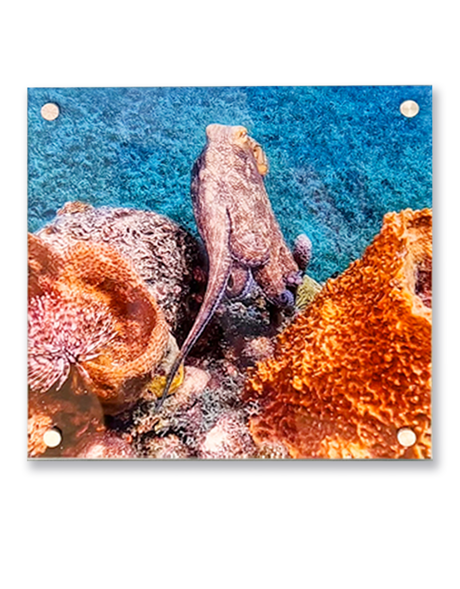 Millman Alayna Photography Art Acrylic Print 16x16 Octopus