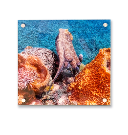 Millman Alayna Photography Art Acrylic Print 16x16 Octopus