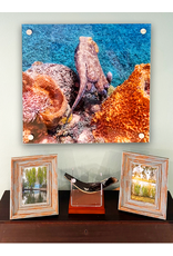 Millman Alayna Photography Art Acrylic Print 16x16 Octopus