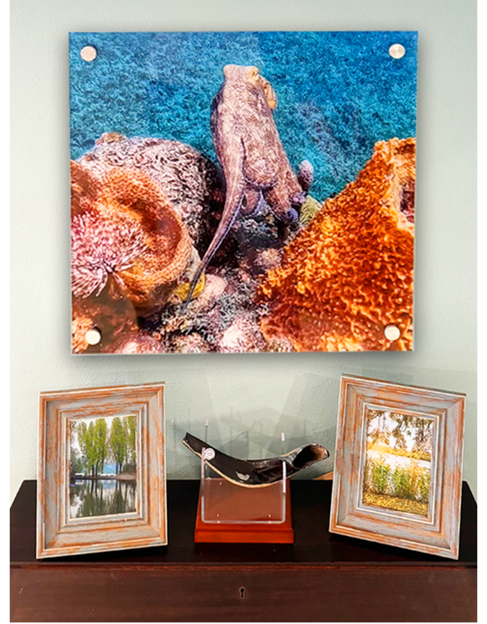 Millman Alayna Photography Art Acrylic Print 16x16 Octopus