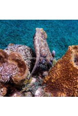 Millman Alayna Photography Art Acrylic Print 16x16 Octopus