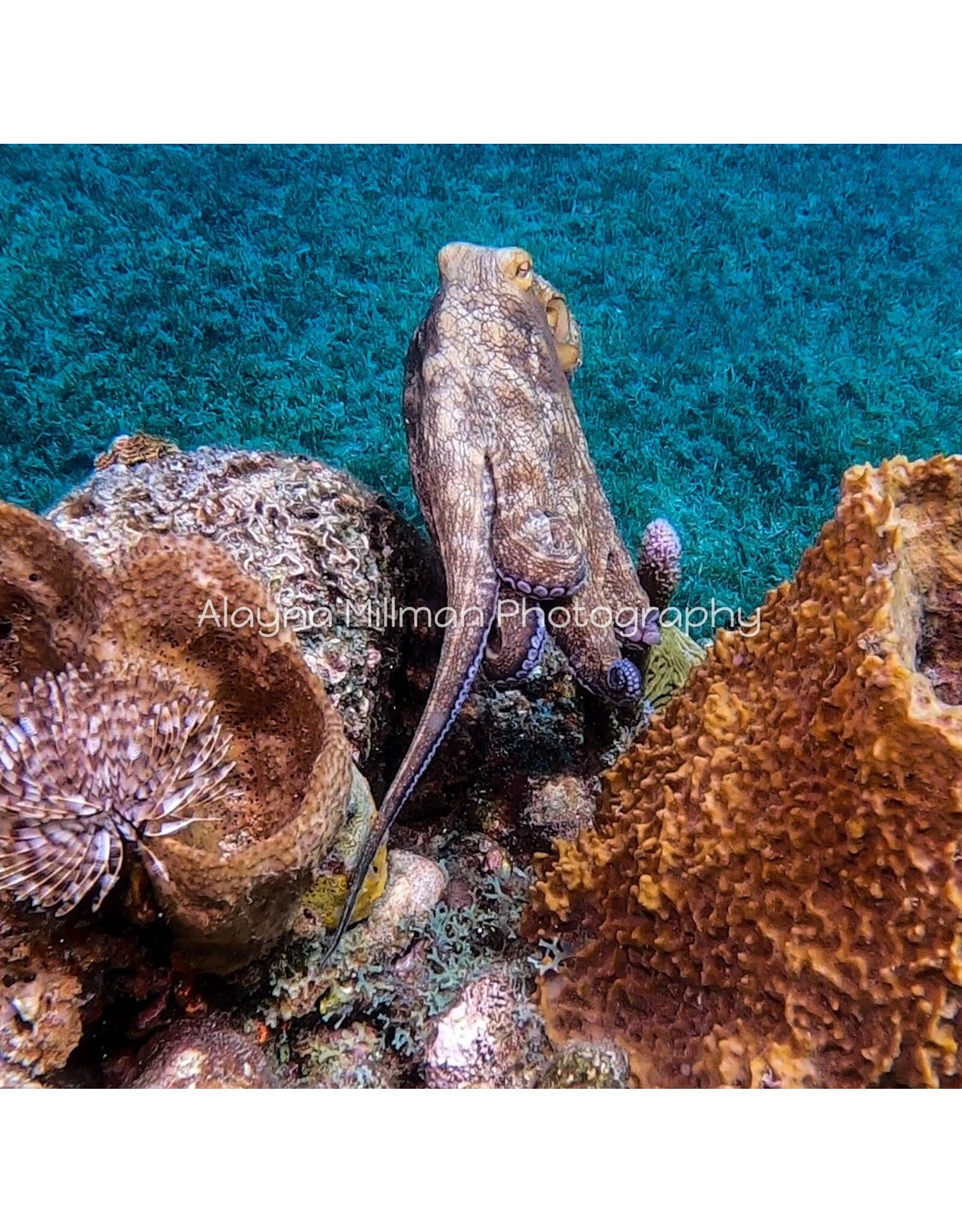 Millman Alayna Photography Art Acrylic Print 16x16 Octopus