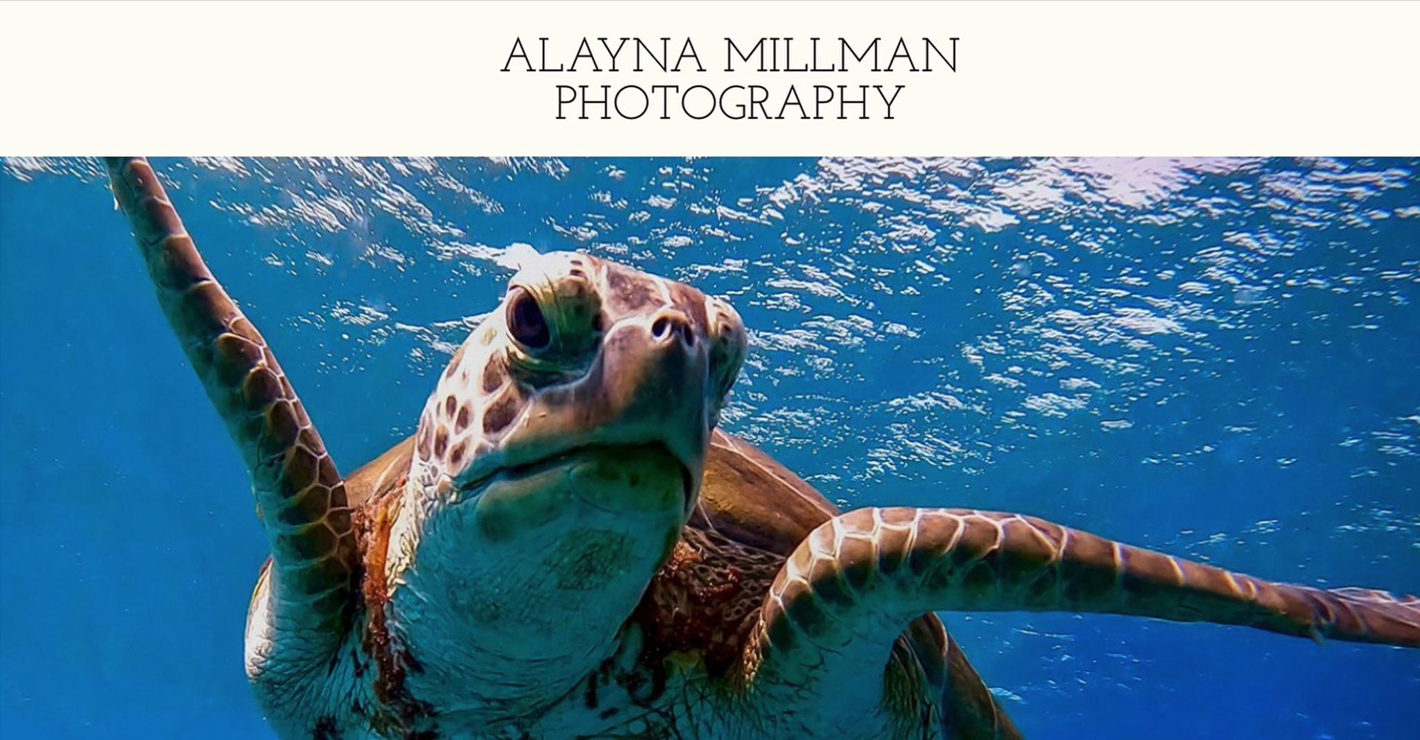 Alayna Millman Photography Art Sea Life Photographer Wall Art
