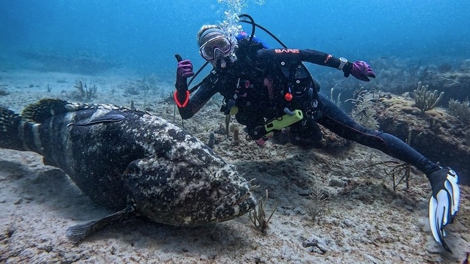Alayna Millman Sea Life Photographer 