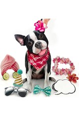 FreshCut Paper Pop Up Pet Cards | Boston Terrier Retriever Pop-Up Card