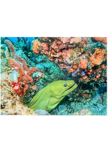 Millman Alayna Photography Art Metal Print 10x14 Eel I