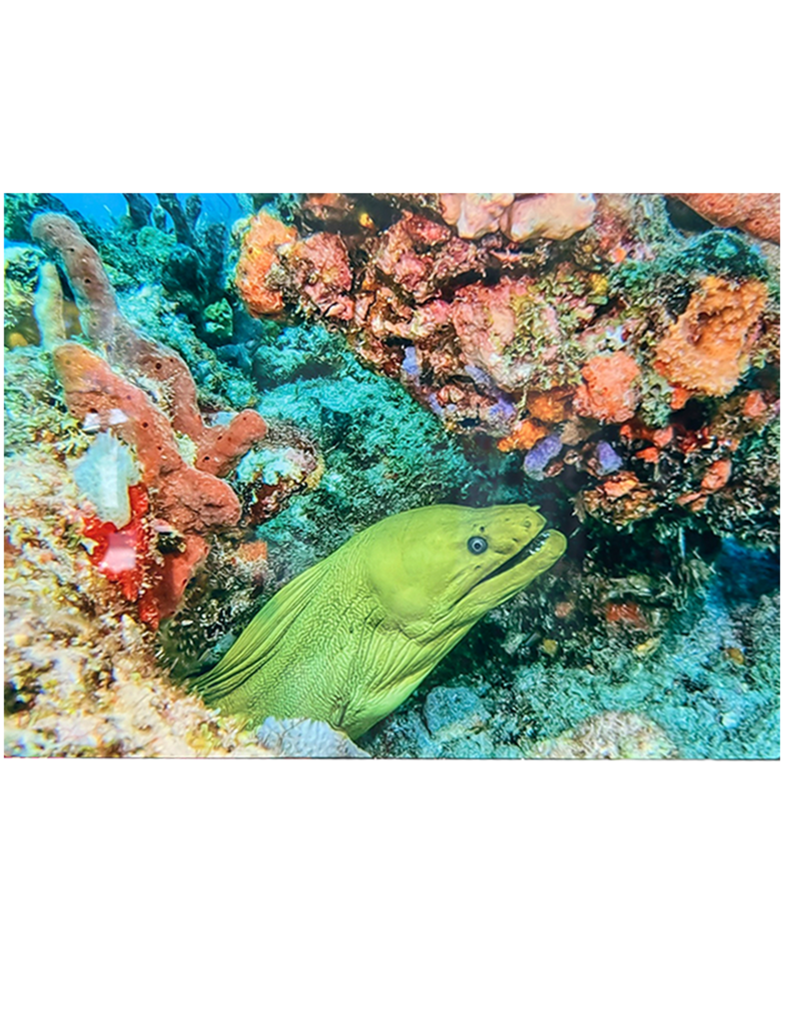Millman Alayna Photography Art Metal Print 10x14 Eel I