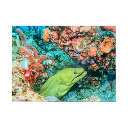 Millman Alayna Photography Art Metal Print 10x14 Eel I