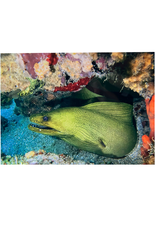 Millman Alayna Photography Art Metal Print 10x14 Eel II Millman Alayna Photography Art Metal Print 10x14 Eel II