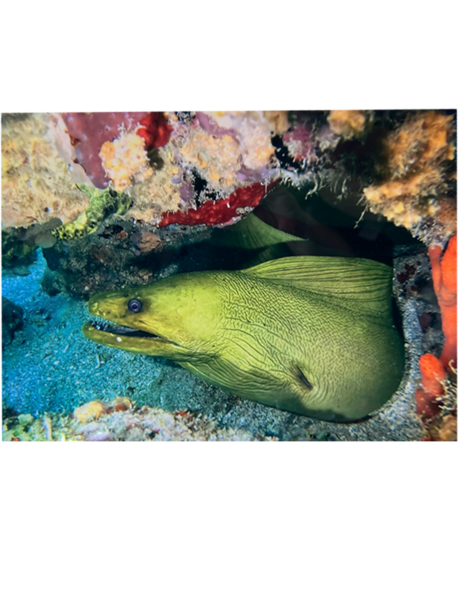 Millman Alayna Photography Art Metal Print 10x14 Eel II