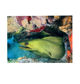Millman Alayna Photography Art Metal Print 10x14 Eel II