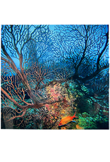 Millman Alayna Photography Art Metal Print 12x12 Corals On Reef