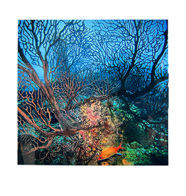 Millman Alayna Photography Art Metal Print 12x12 Corals On Reef