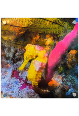 Millman Alayna Photography Art Acrylic Print 16x16 Sea Horse