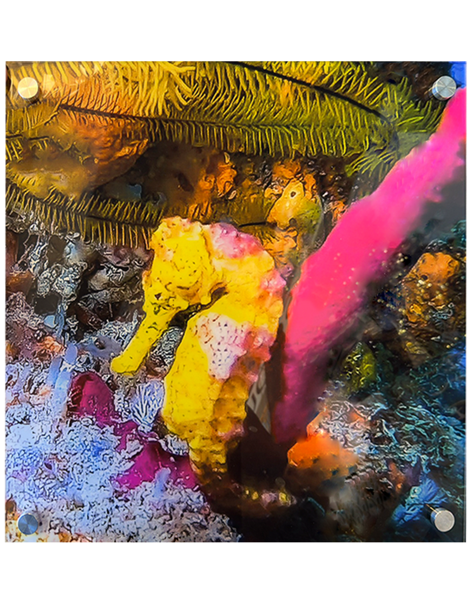 Millman Alayna Photography Art Acrylic Print 16x16 Sea Horse