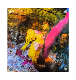 Millman Alayna Photography Art Acrylic Print 16x16 Sea Horse