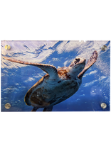 Millman Alayna Photography Art Acrylic Print 10x14 Sea Turtle I