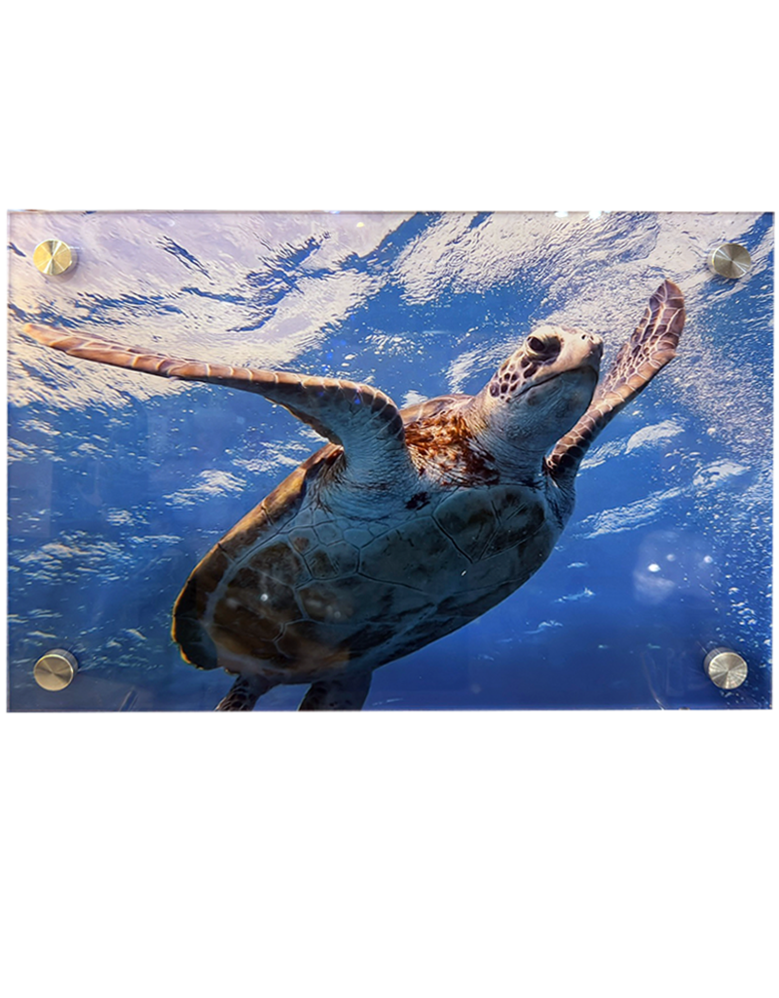 Millman Alayna Photography Art Acrylic Print 10x14 Sea Turtle I
