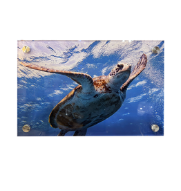 Millman Alayna Photography Art Acrylic Print 10x14 Sea Turtle I