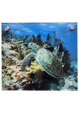 Millman Alayna Photography Art Acrylic Print 12x12 Reef Sea Turtle Millman Alayna Photography Art Acrylic Print 12x12 Reef Sea Turtle