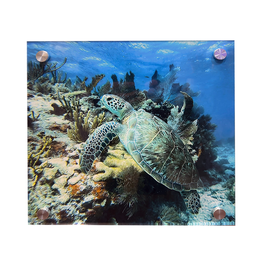 Millman Alayna Photography Art Acrylic Print 12x12 Reef Sea Turtle