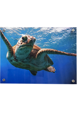 Millman Alayna Photography Art Acrylic Print 16x20 Sea Turtle II