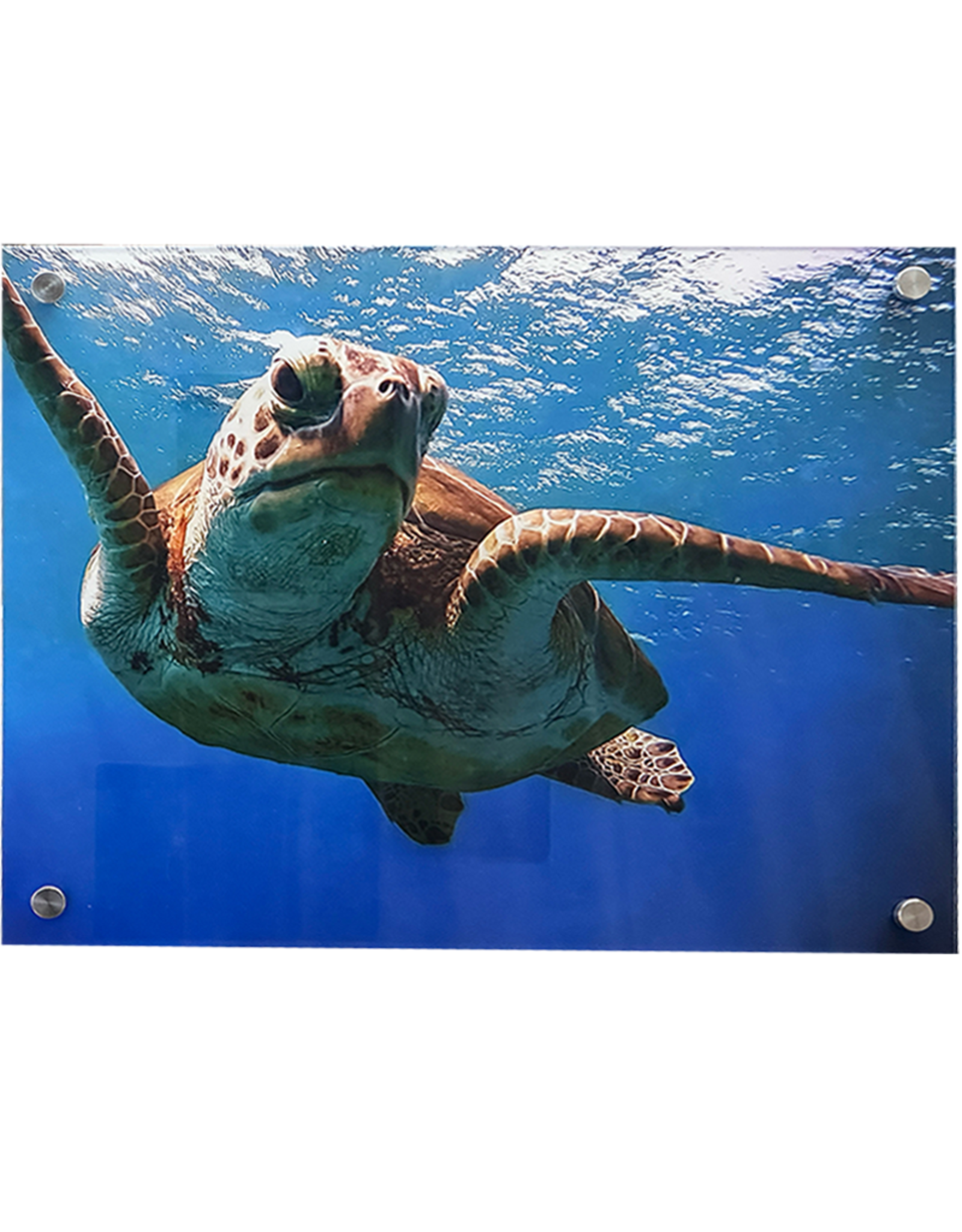 Millman Alayna Photography Art Acrylic Print 16x20 Sea Turtle II