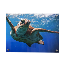 Millman Alayna Photography Art Acrylic Print 16x20 Sea Turtle II
