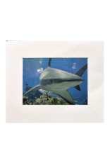 Millman Alayna Photography Matted Prints 8x10 Random Sea-life Image Millman Alayna Photography Matted Prints 8x10 Random Sea-life Image