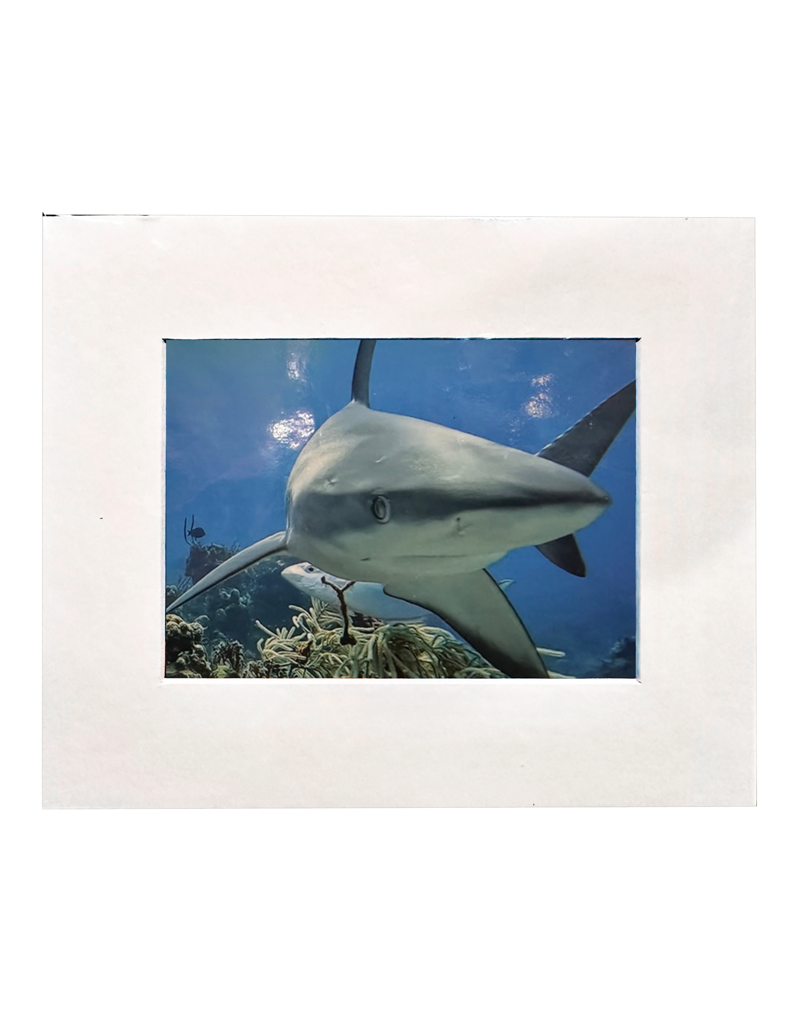 Millman Alayna Photography Matted Prints 8x10 Random Sea-life Image