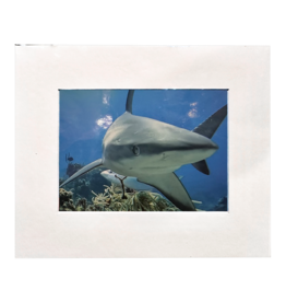 Millman Alayna Photography Matted Prints 8x10 Random Sea-life Image
