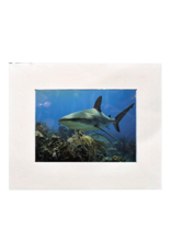 Millman Alayna Photography Matted Prints 8x10 Random Sea-life Image Millman Alayna Photography Matted Prints 8x10 Random Sea-life Image