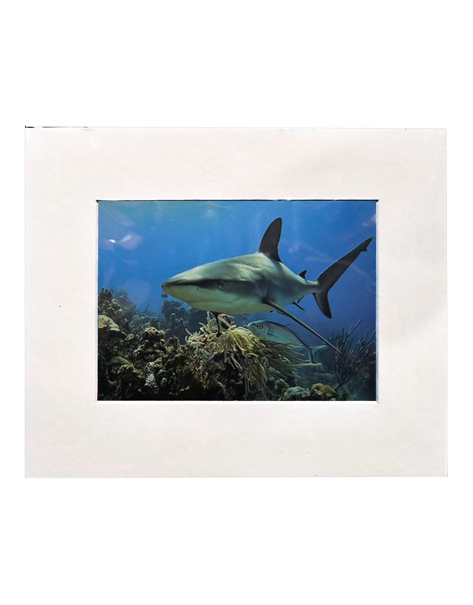 Millman Alayna Photography Matted Prints 8x10 Random Sea-life Image